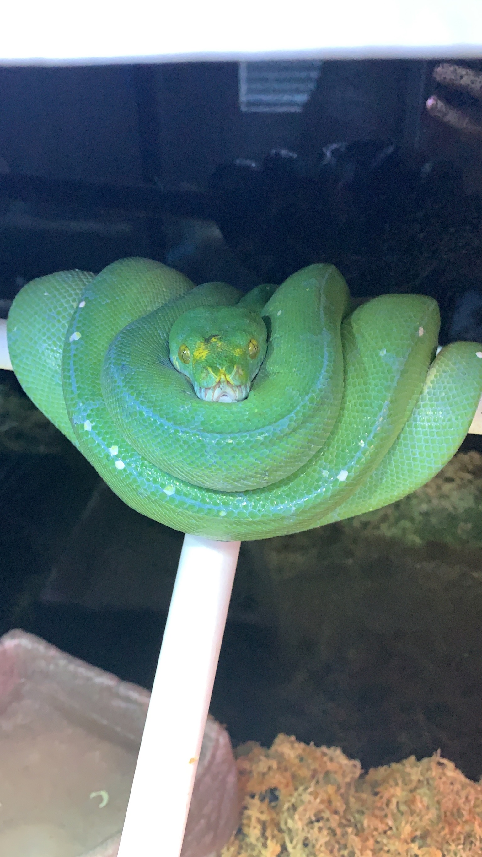 0.1 Aru Green Tree Python